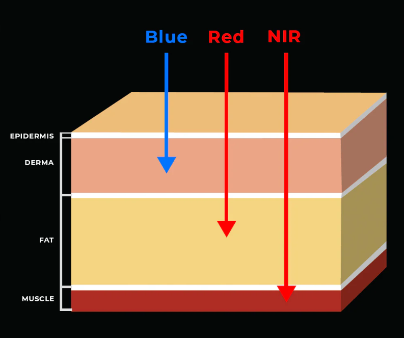 How diff wavelengths interact with the body